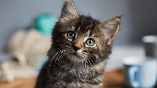 Kitten looking up towards the camera