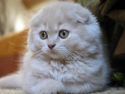 scottish-fold